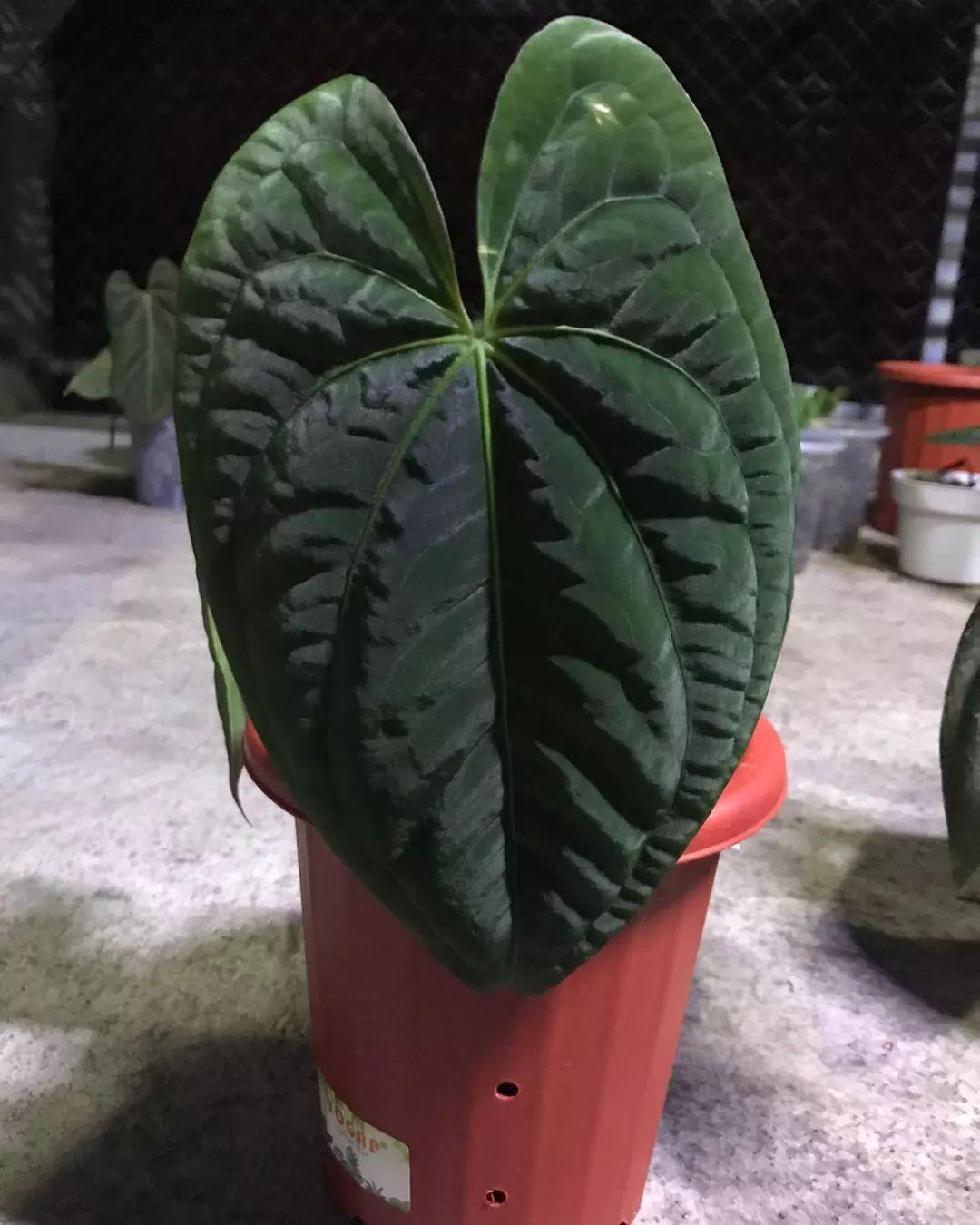 anthurium-dark-phoenix-plnt